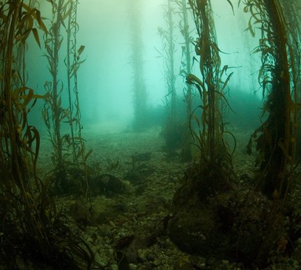 kelp forest diving