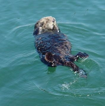 Sea Otter