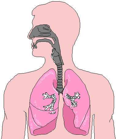 dead space lungs