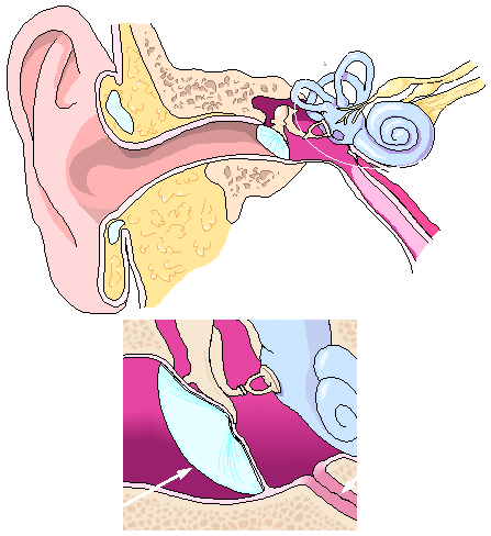 ear anatomy